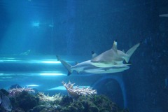 Killikus&reg; Fotographie